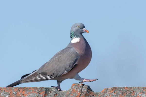 A bird standing on a rock near a pest-free home in Chicago