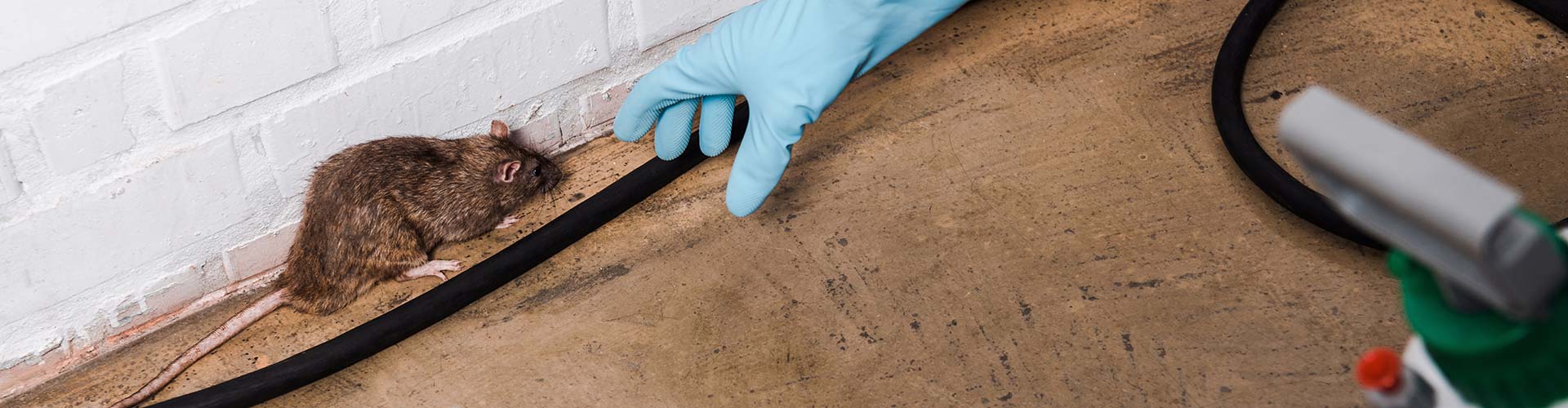 A hand in a glove reaching for a rat in a St. Charles property