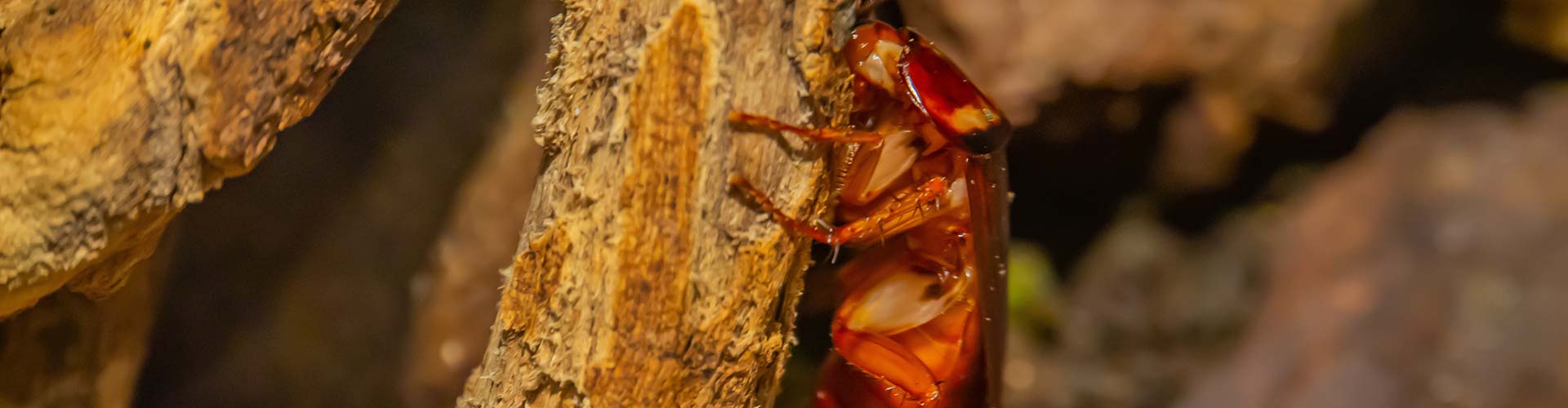 A bug on a piece of wood in a pest-free garden