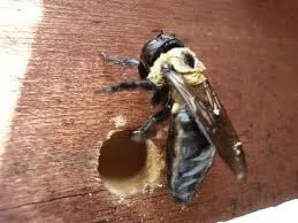 A bee on a wood surface in a garden in Naperville