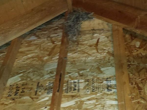 An uncovered wood wall with termites in a property serviced by ELEET