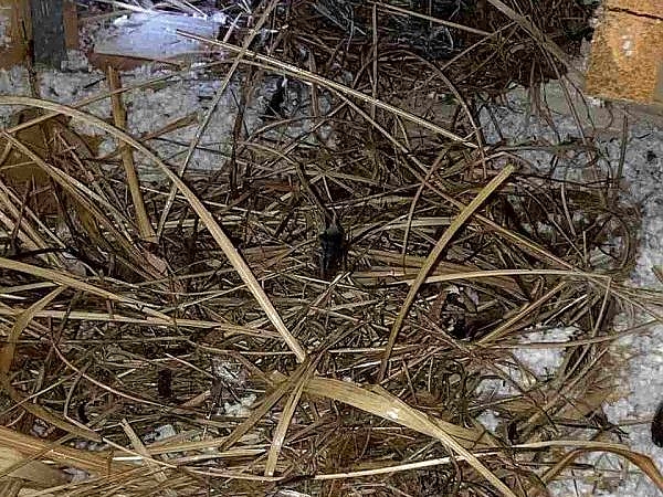A pile of hay on a wood beam in a pest-free barn