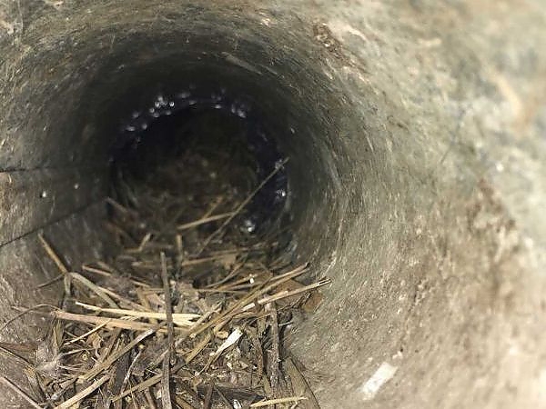 A hole in a concrete wall in a pest-free building