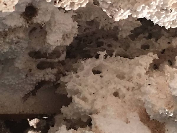 A close up of a rock in a pest-free garden