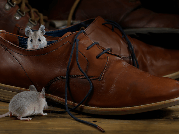 A gloved hand reaching for a mouse in a pest-free home in Oswego