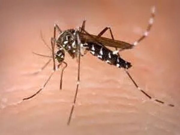 A close-up of a mosquito in a pest-free yard in Elgin
