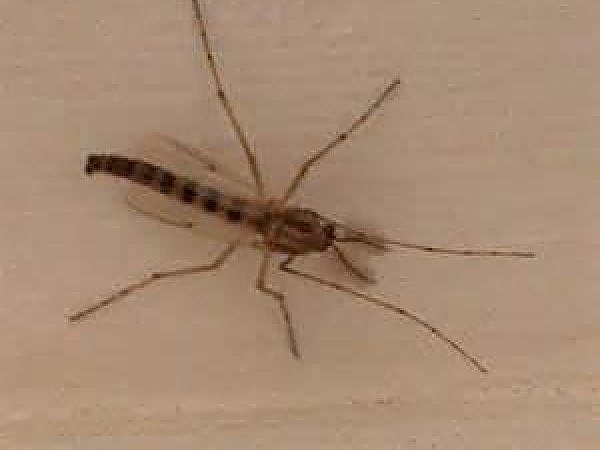 A close-up of a bug in a pest-free environment