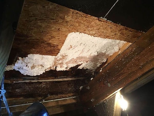 A ceiling with white foam on it in a pest-free building