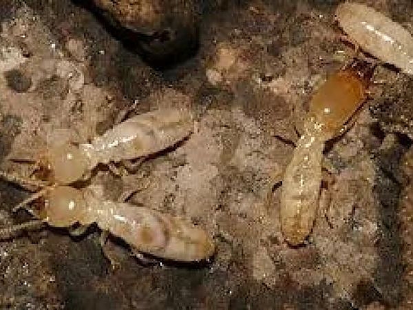 A group of white ants in a pest-free property