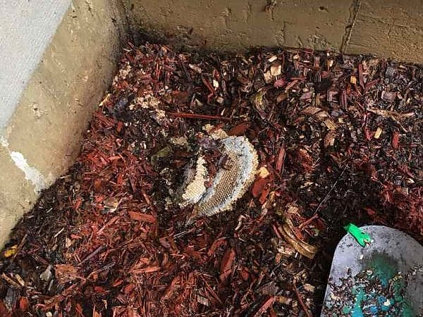 A pile of wood chips in a pest-free property in Aurora