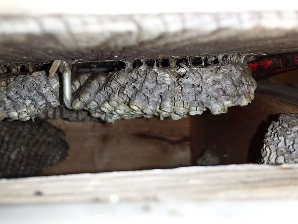 A close-up of a bee hive in a pest-free garden