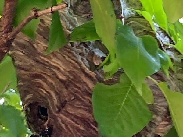 A close up of a tree in a pest-free area in Naperville