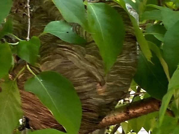 A large nest on a tree in a pest-free property in Chicago