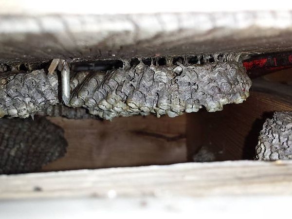 A close-up of a bee hive in a pest-free area