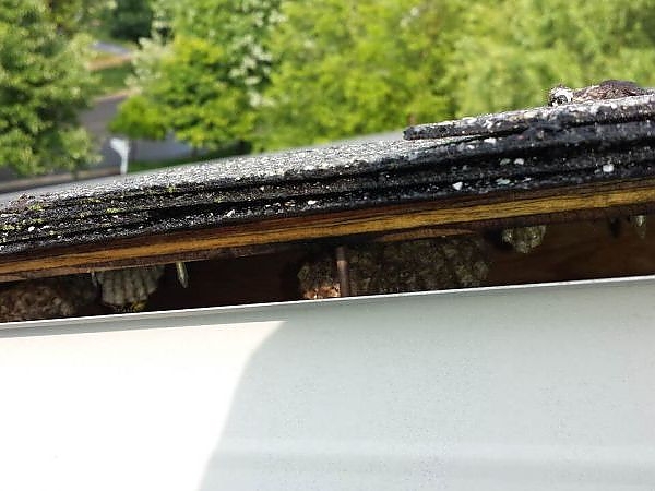 A roof with a black roof in a pest-free building in Elgin