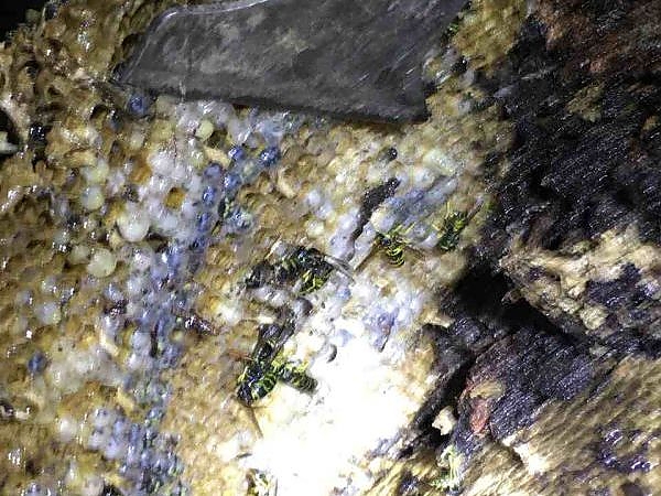 A close-up of bees on a honeycomb in a garden in Naperville